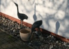 VWG vogelreis Oost Duitsland mei 2010 181